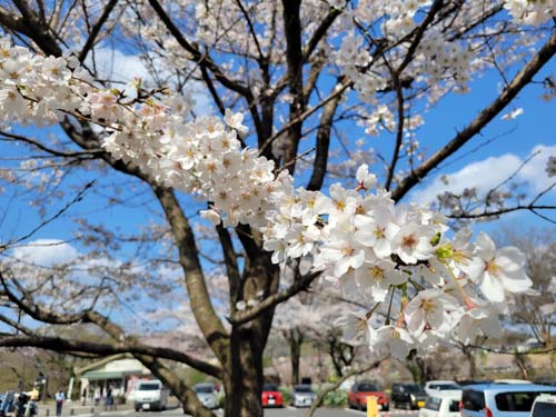 お花見